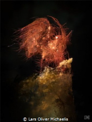 hairy shrimp - Lembeh Strait by Lars Oliver Michaelis 